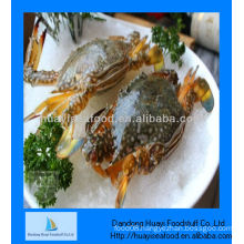 Blue swimming live crab suppliers